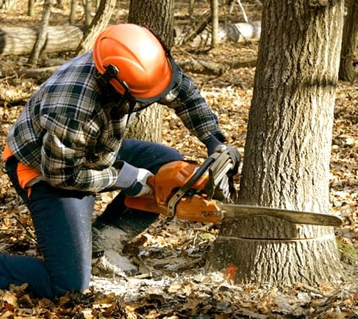 Tree Removal in Crystal, MI